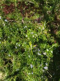 Frisch geschnittener Rosmarin