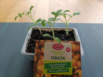 (reserviert) 3 Stück Tomatenpflanzen