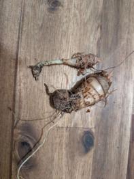 (reserviert) Alocasia Rhizom/ Knolle