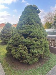 3 wunderschöne Sträucher