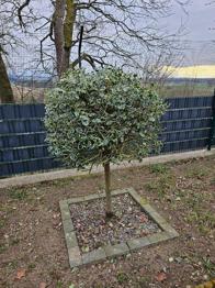 (reserviert) 3 Stück Stechpalme in Kugelform