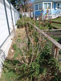 (reserviert) 2 Hibiskus Sträucher, rosa Blüten den ganzen Sommer