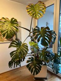 Philodendron