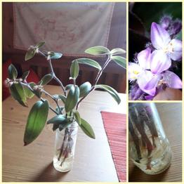 Ableger Zimmerpflanzen