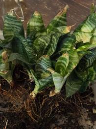 (reserviert) Bogenhanf Ableger Sansevieria trifasciata