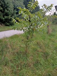 Wahlnussbaum bis 200 cm