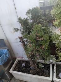 Thuje gegen selbst Ausgrabung