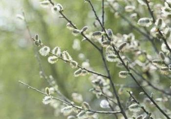 50STK POIMKATZL BIENENSTRAUCH WEIDEN PALMKÄTZCHEN