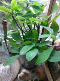 Milchbaum Stecklinge