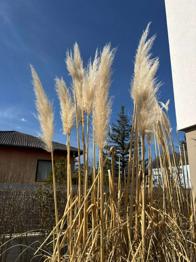 Pampasgras Wedeln zu verschenken