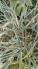 Ziergras gestreift abzugeben... wird frisch weg gestochen