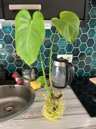 (reserviert) Monstera Deliciosa Ableger