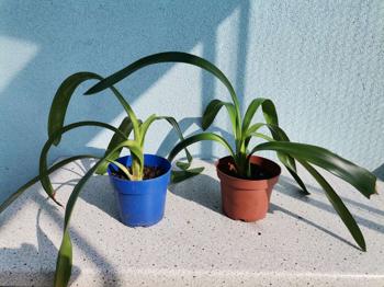 (reserviert) Zimmerpflanze Clivia, orange blühend