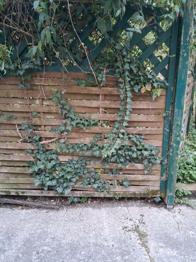 EFEU aus natürlichem Garten