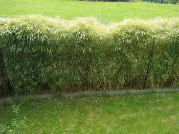 Bambus Hecke (Bambus Fargesia Rufa)