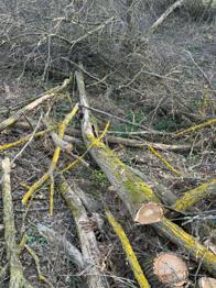 (reserviert) Brennholz