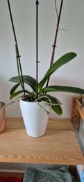 (reserviert) Orchidee