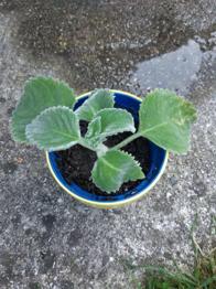 Australisches Zitronenblatt Ableger mit Wurzeln