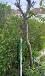 (reserviert) Kirsche ohne Pflanztopf zu verschenken