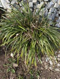 Lilien Pflanze Garten Gewächs Strauch Baum Blume