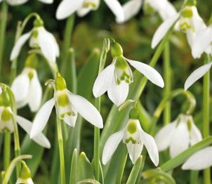 Schneeglöckchen Zwiebeln