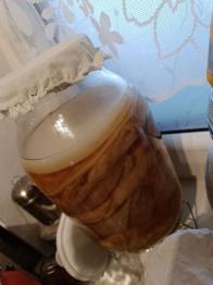Kombucha Scooby