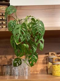 Kleine Monstera steht zu Adoption frei