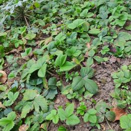 Walderdbeeren + Nachtkerze Pflanzen
