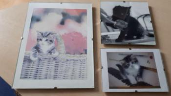 Katzenbilder in verschiedenen Größen incl Bilderrahmen