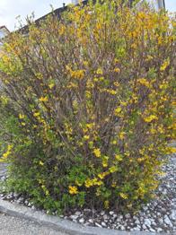 Forsythien Hecke / Strauch