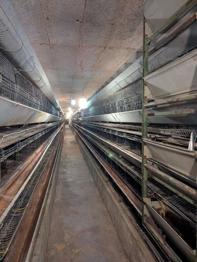 Hühnerstall, Aufstallung