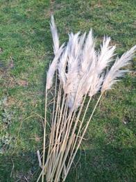 Wedel von Pampasgras