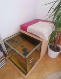 Aquarium, Knabberfische für die Schönheit