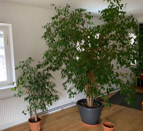 (reserviert) Ficus benjamina