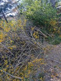 Baum- und Strauchschnitt zu verschenken!