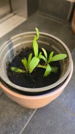 (reserviert) Helenium autumnale - Gewöhnliche Sonnenbraut