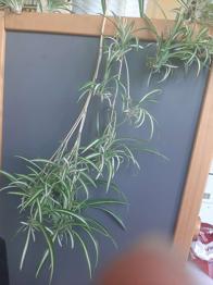 Ableger Grünlilie Zimmerpflanze