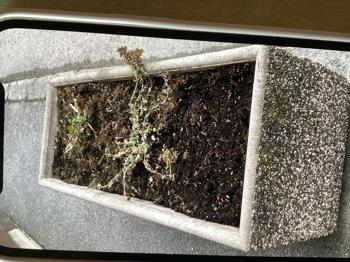 BLumentröge Waschbeton