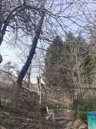 Brennholz und Edelhölzer an Selbstabholer, -säger zu verschenken