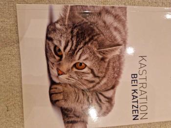Buch katzen