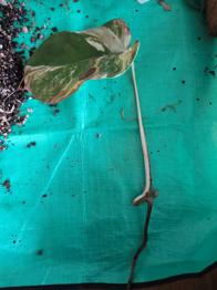 (reserviert) Monstera Variegata Steckling