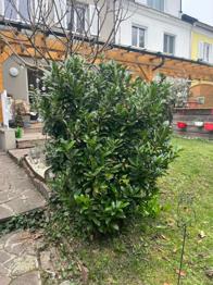 Kirschlorbeer 180 cm