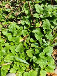 Junge Zitronen-Melissenpflanzen