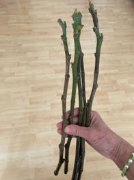 (reserviert) Feigenstecklinge