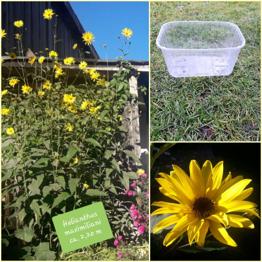 mehrjährige Gartenblumen , Sichtschutzpflanze