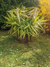 Alte Yucca