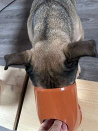 Hunde-Nasen-Trainingsgerät 3stk