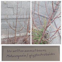 Mammutbäunchen zu verschenken