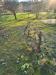 Weinstöcke Isabella (Uhudler) zu verschenken