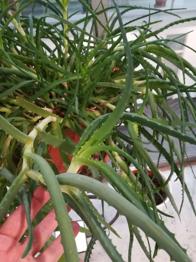 Aloe Arborescens